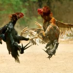 Cách cược đá gà